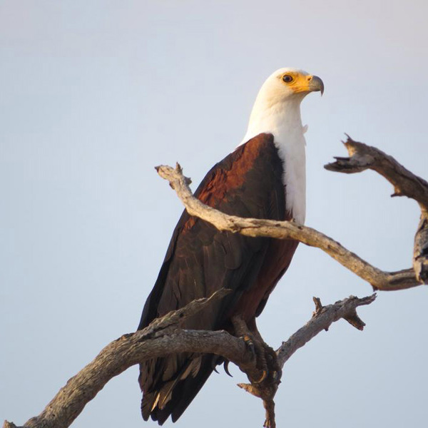 En ørn skuer over bushen