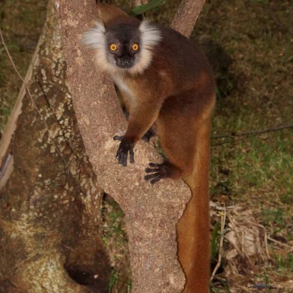 Lemur - Madagascar