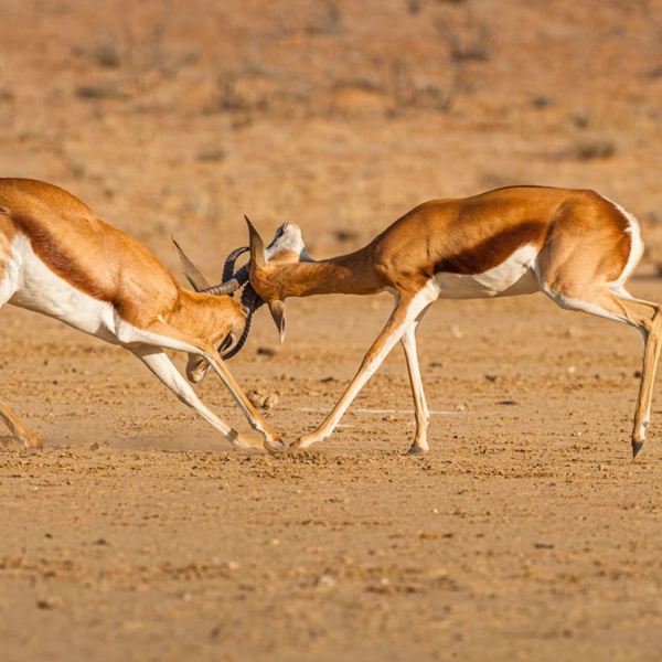 Sydafrika - Kgalagadi Tranfrontier Park