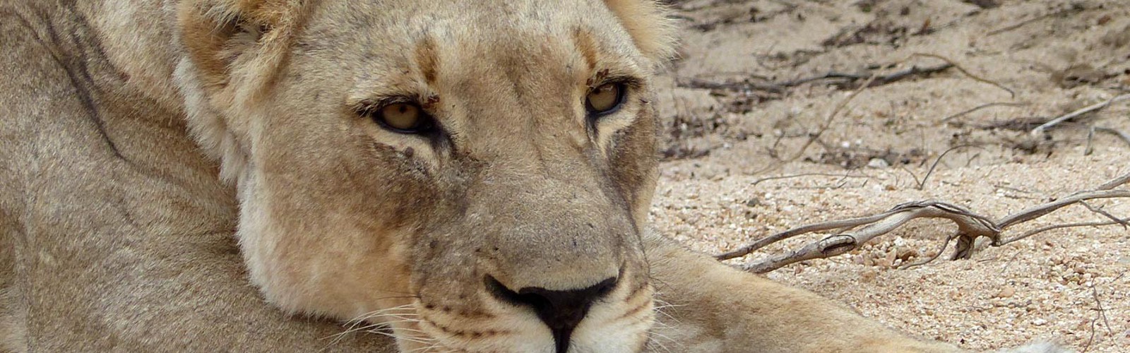 Hunløver der hviler sig, Sydafrika