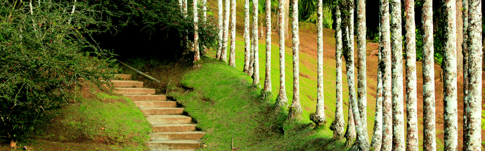 Jardin de Balata, Marinique (1)