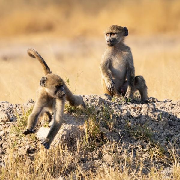Hwange - Baboons