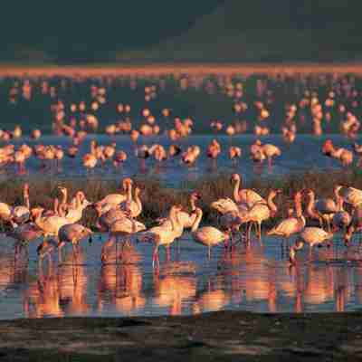 Flamingoer, Tanzania