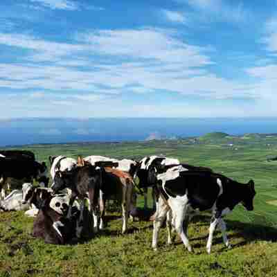 Køer grænsen på toppen af Azorerne