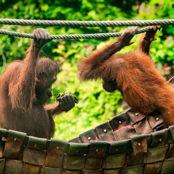 Borneo