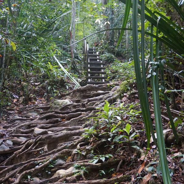 Bako nationalpark - Borneo