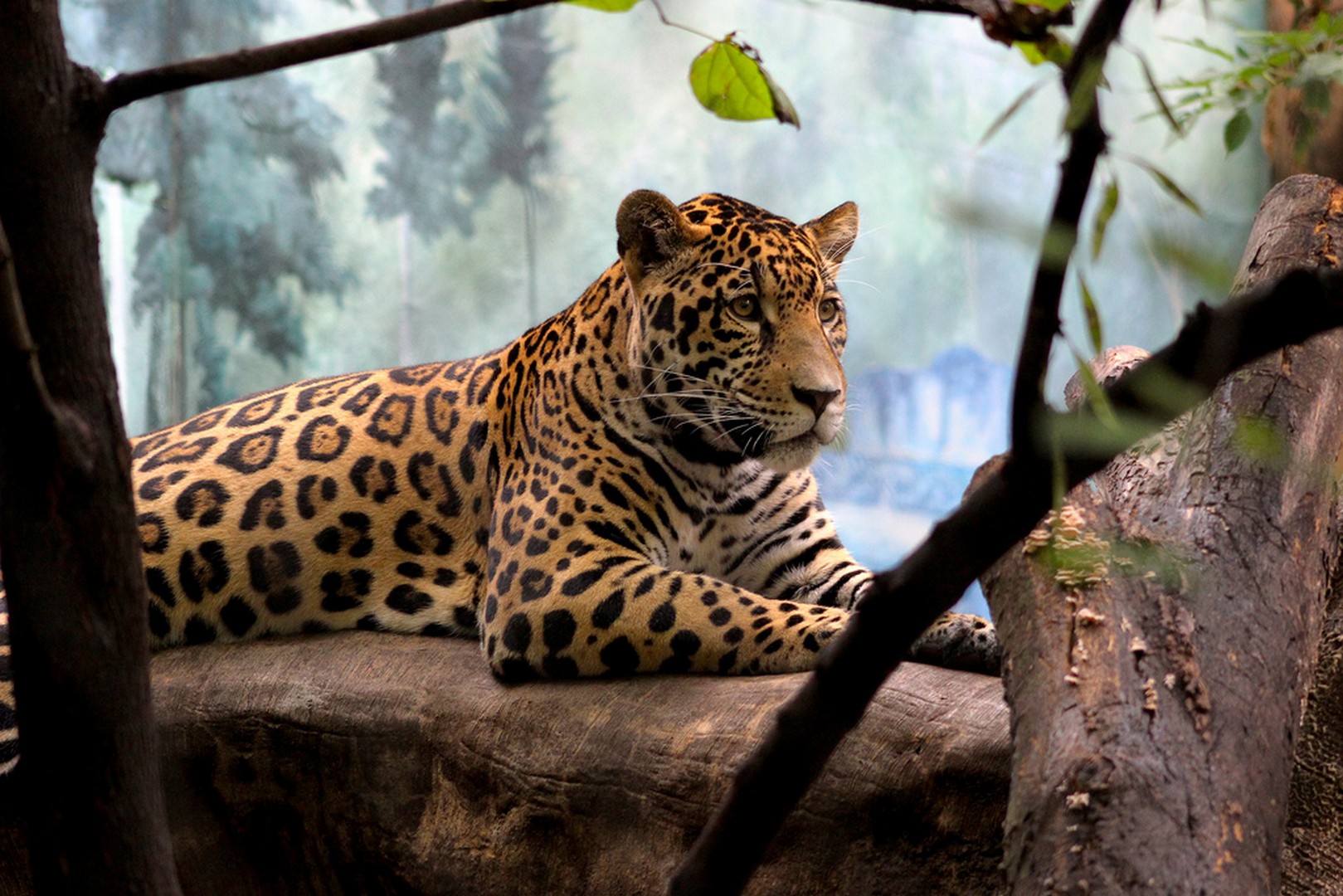 jaguar
