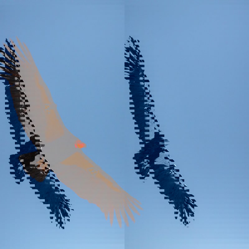 patrick-hendry-L7RWjDI8a9Y-unsplash