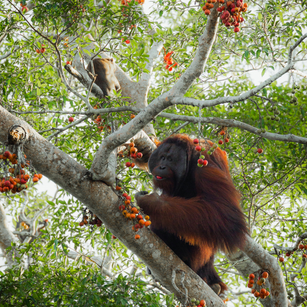 Kinabatangan