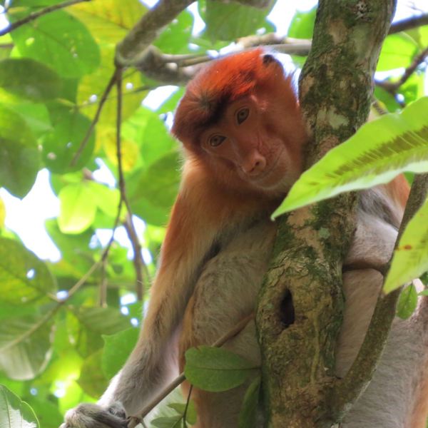 Bako nationalpark - Borneo
