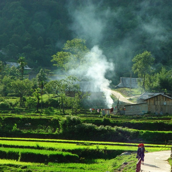 Grønne rismarker, Sapa, Vietnam