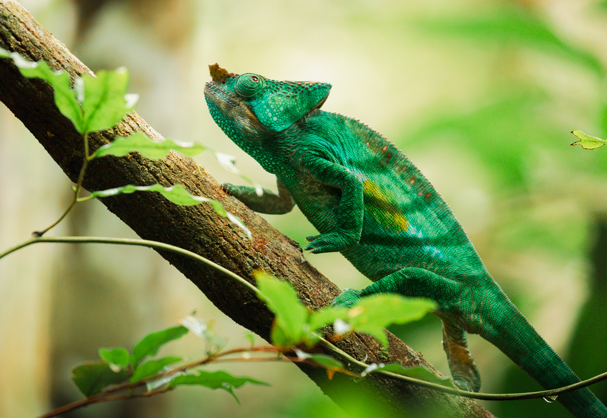 Kamæleon kravler op ad en gren