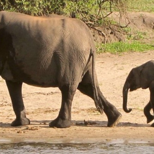 Elefanter i Chobe Nationalpark