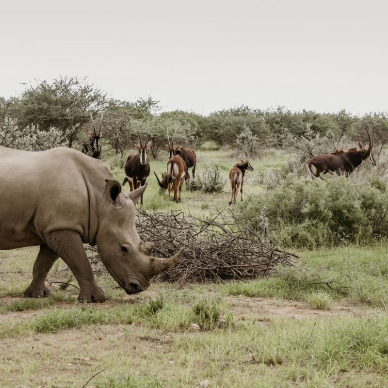 Okapuka Safari Lodge - Game Drive 1