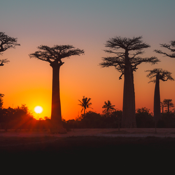 Smukke baobabtræer ved solnedgang