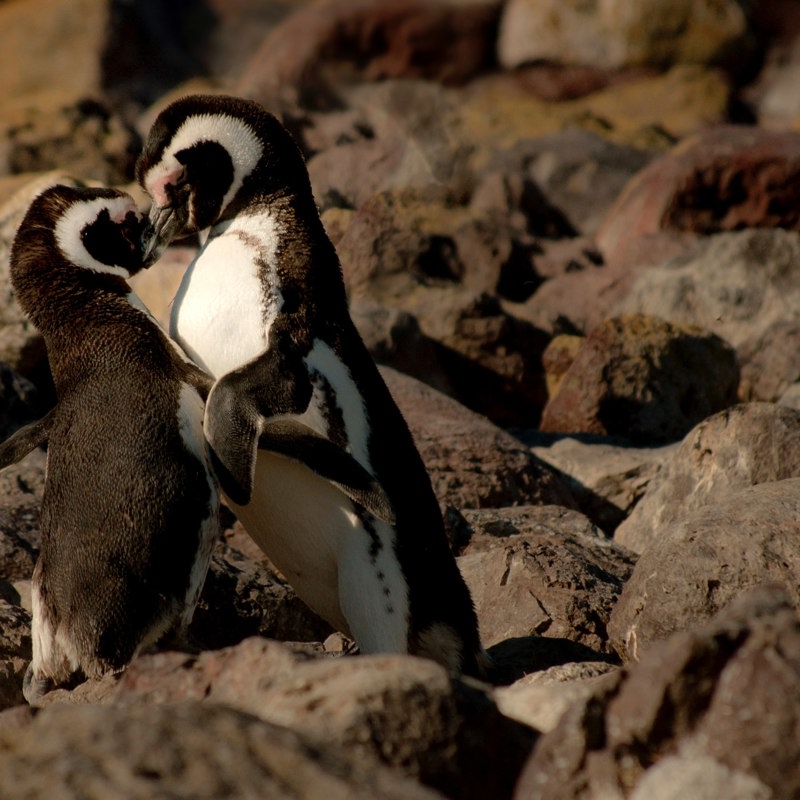 Penguins Pinguinos En Puerto Deseado Argentina By Paz Arando Unsplash