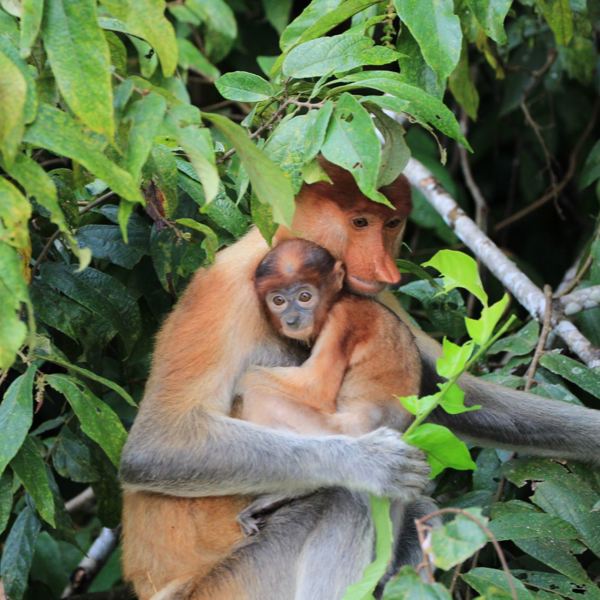 Kinabatangang River - Borneo