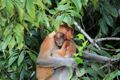 Kinabatangang River 2 - monkeys