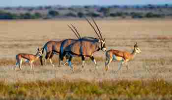 Flotte oryxer på ved over Nxai Pan, Botswana