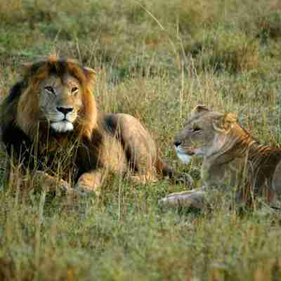 Liggende løver, Masai Mara, kenya