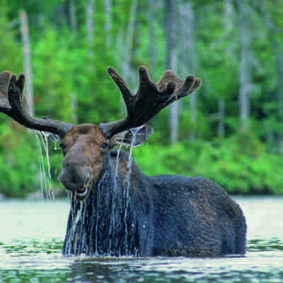 Moose, Nordamerika