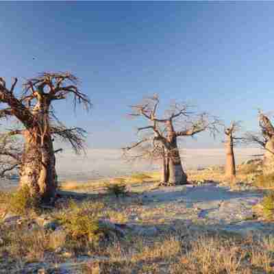 I:\AXUMIMAGES\Afrika\Botswana\Makgadikgadi\Trees