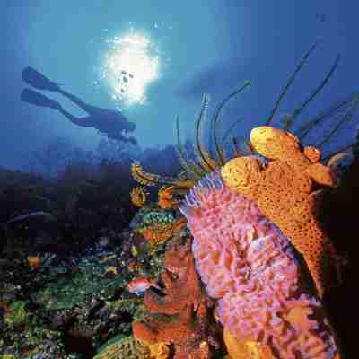 I:\AXUMIMAGES\Caribien\St Lucia\scuba-diving at anse chastanet 2