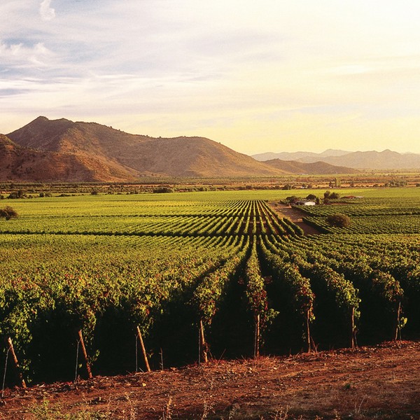 colchagua vindal