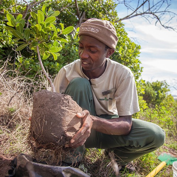 Plant et træ, Groosbos, Sydafrika
