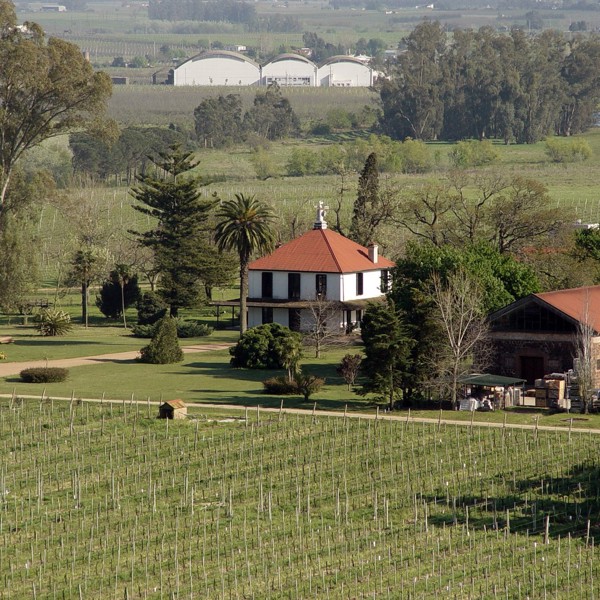 vingård uruguay