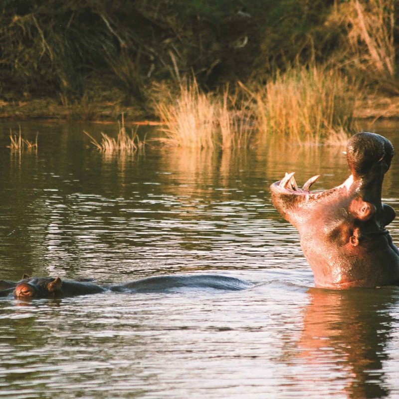 St Lucia hippo_5-crop