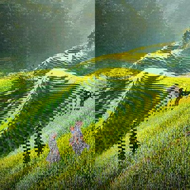 Rismarker over Hoi An