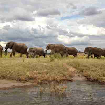 I:\AXUMIMAGES\Afrika\Botswana\Chobe\Elefanter på række