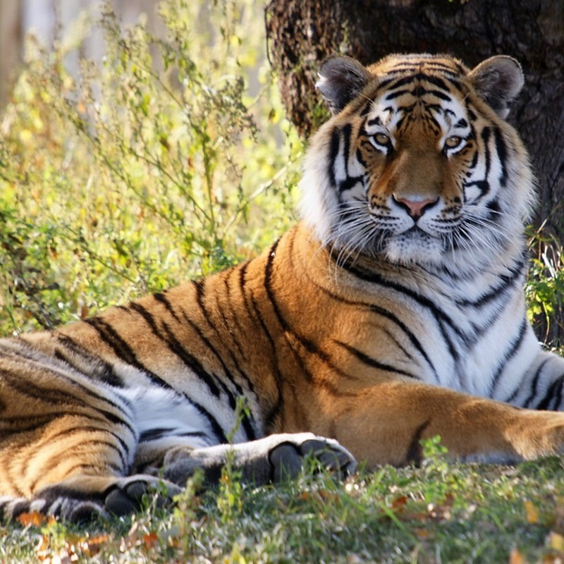 rejser til indien med børn