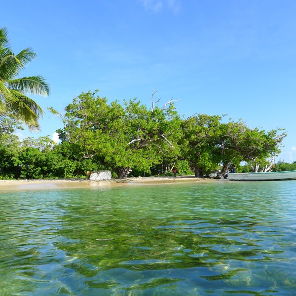 Man kan se korallerne lige under havoverfladen, Trinidad & Tobago