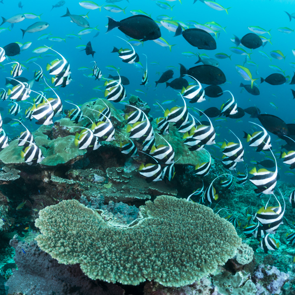 Koralrev og fisk