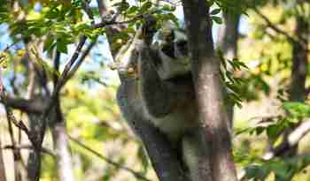 En lemur plukker bær fra træ i Ranomafana National Park