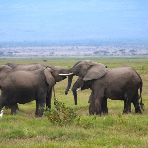 Amboseli i ekefanter, Kenya