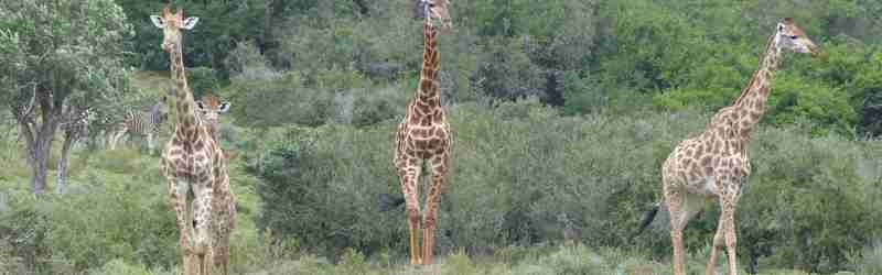 Girafferne er nysgerrige, Sydafrika