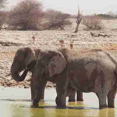 En Namibia rejse med usædvanligt dyreliv