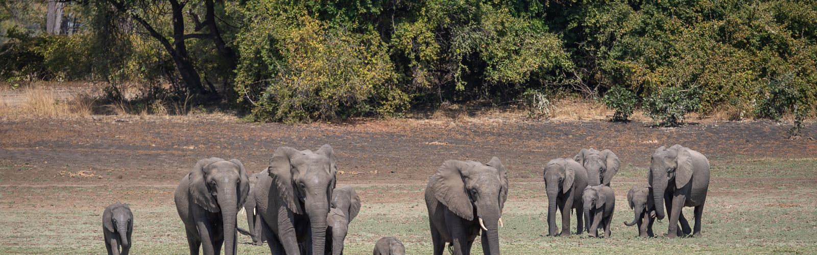 I:\AXUMIMAGES\Afrika\Zambia\Pakker\22620 - Bush & Strand i South Luangwa & Lake Malawi\Elefanter