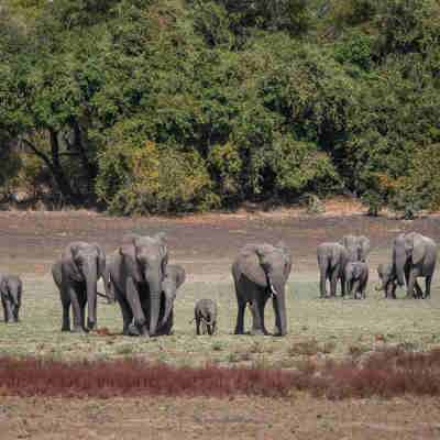 Elefanter på savannen