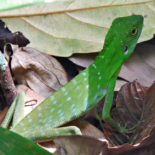 Grønt firben, Borneo