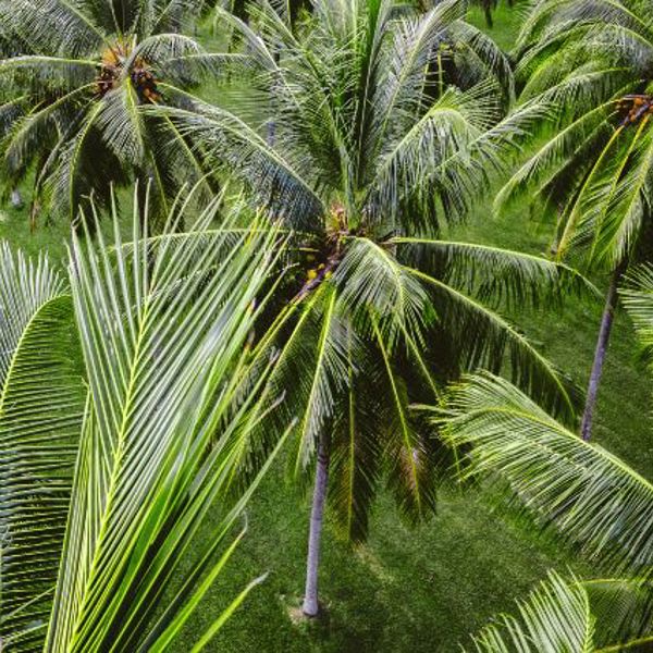 Rejser til Port Douglas