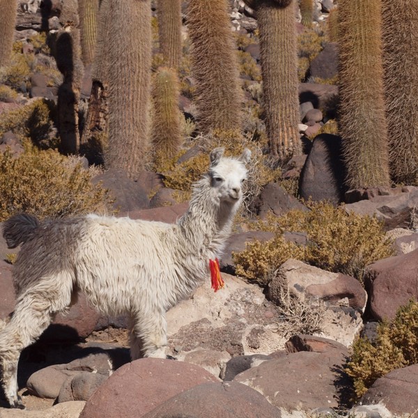 guanaco
