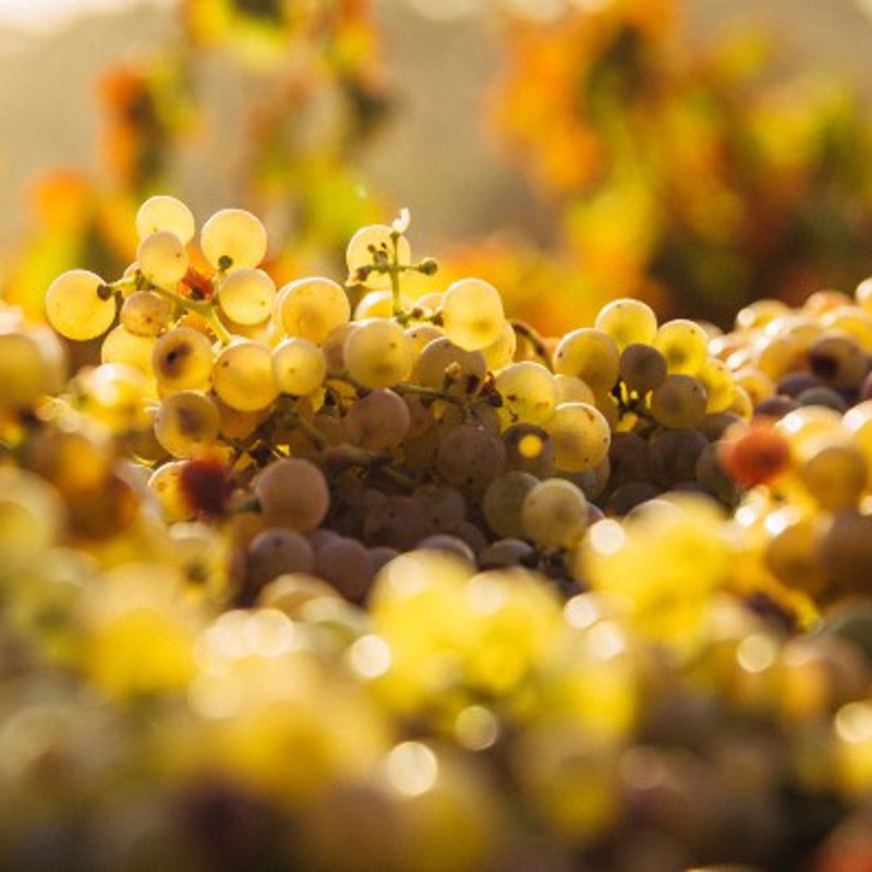 Rejser til Clare Valley, vinmarker i Australien