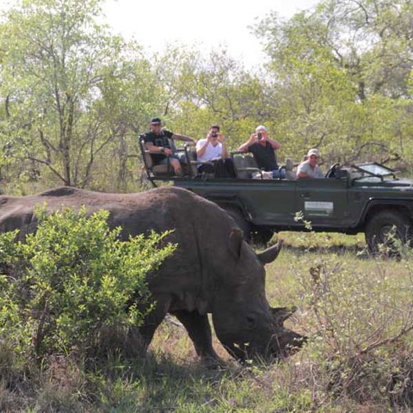 Næsehorn på Game Drive i Timbavati