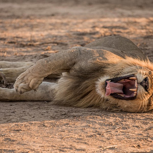Legende løve på savannen