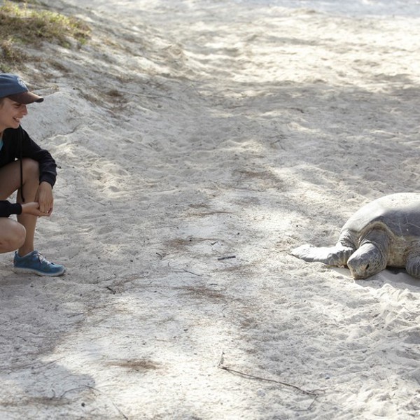 Skildpadderne kommer i land på Heron Island, Australien