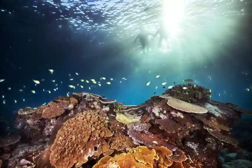 Flotte koraller på Great Barrier Reef, Australien